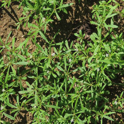 Green Carpetweed (Mollugo verticillata)