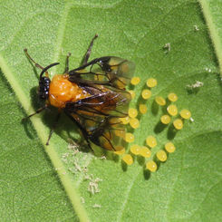 Argid Sawfly (Sericoceros edwardsii)