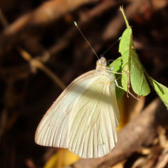 Great Southern White (Ascia monuste)