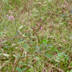 Florida Beggarweed (Desmodium tortuosum)