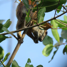 Red-bellied Squirrel (Sciurus aureogaster)