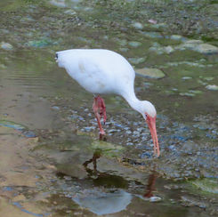 White Ibis (Eudocimus albus)