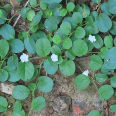 Dwarf Morning Glory
(Evolvulus nummularius)