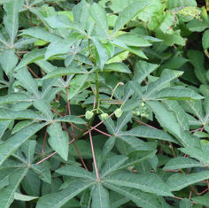 Genus Manihot