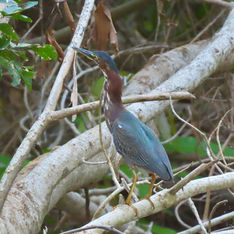 Green Heron (Butorides virescens)