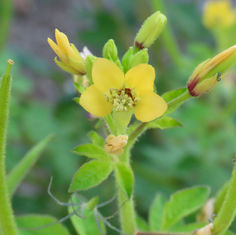 Asian Spiderflower (Cleome viscosa)