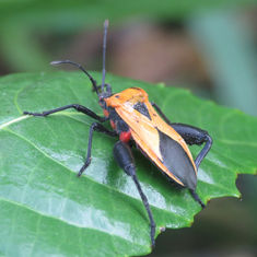 Sagotylus confluens
