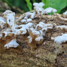 Schizophyllum Mushroom