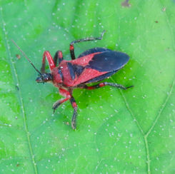 Bee Assassin Bug - Genus Apiomerus