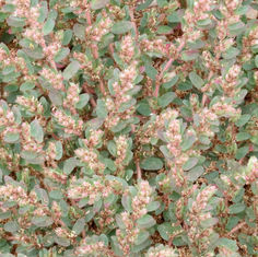 Euphorbia dioeca