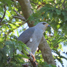 Grey Hawk (Buteo plagiatus)