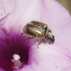 Anomalini Chafer Beetle