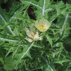Prickly Poppy (Argemone ochroleuca)