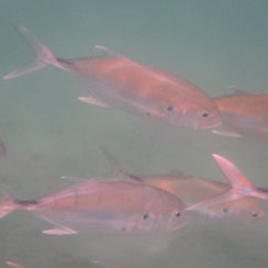 Pacific Crevalle Jack (Caranx caninus)