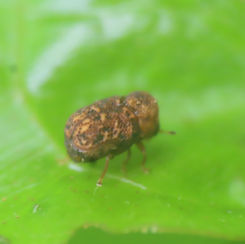 Cloaked Warty Leaf Beetles (Genus Chlamisus)