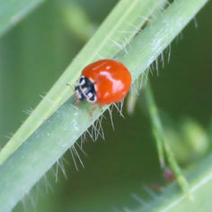 Spotless Lady Beetle (Cycloneda sanguinea)