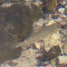 Panamic Frillfin (Bathygobius ramosus)