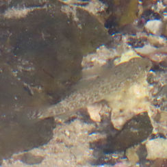 Panamic Frillfin (Bathygobius ramosus)