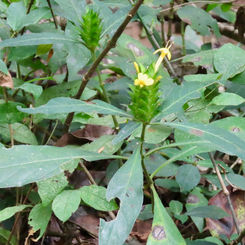 Barleria oenotheroides