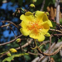 Buttercup Tree (Cochlospermum vitifolium)