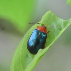 Alagoasa acutangula