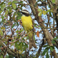 Social Flycatcher (Myiozetetes similis)