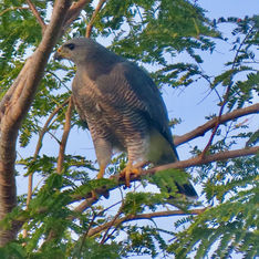 Grey Hawk (Buteo plagiatus)