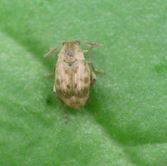 Pea and Bean Weevil (Genus Acanthoscelides)v