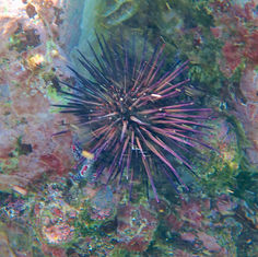 Central American Rock-boring Urchin (Echinometra vanbrunti)