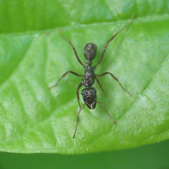 Ectatomma ruidum Ant (Female)