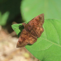 Morning Glory Tufted Skipper (Pellicia dimidiata)