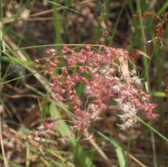 Natal Grass (Melinis repens)