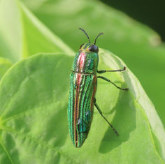 Agaeocera gigas