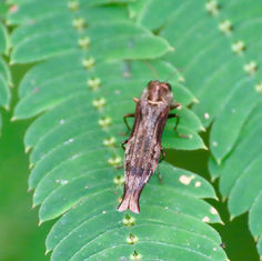 Agrilus langei