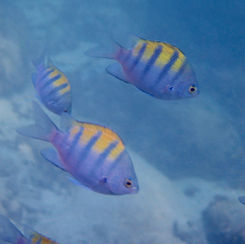 Panamic Sergeant Major (Abudefduf troschelii)