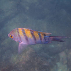 Panamic Sergeant Major (Abudefduf troschelii)
