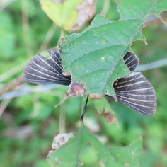 White-rayed Metalmark (Melanis Cephise)
