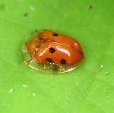 Golden Tortoise Beetle (Charidotella sepunctata)