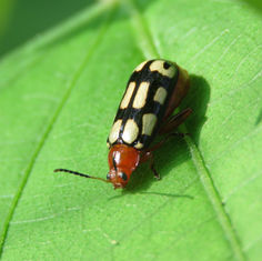 Disonycha scriptipennis