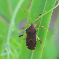 Anasa scorbutica - Squash Bug