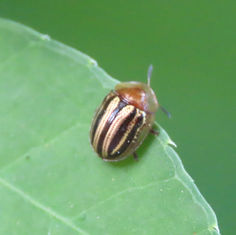 Two-banded Tortoise Beetle (Agroiconota bivittata)