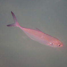 Green Jack (Caranx caballus)