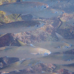 Common Mullets (Genus Mugil)
