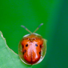 Golden Tortoise Beetle (Charidotella sepunctata)