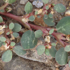 Desert Horse Purslane (Trianthema portulacastrum)