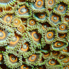 Violet Zoanthids (Zoanthus sansibaricus)