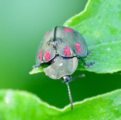 Stolas punicea Beetle