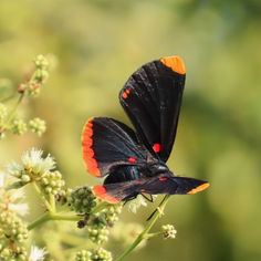 Red-bordered Pixie (Melanis pixe)