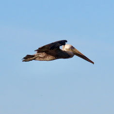 Brown Pelican (Pelecanus occidentalis)