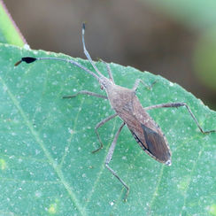Leaf-footed Bugs (Genus Chariesterus)